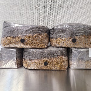 FIVE 5lb All In One Gourmet Mushroom Grow Bags | FREE SHIPPING