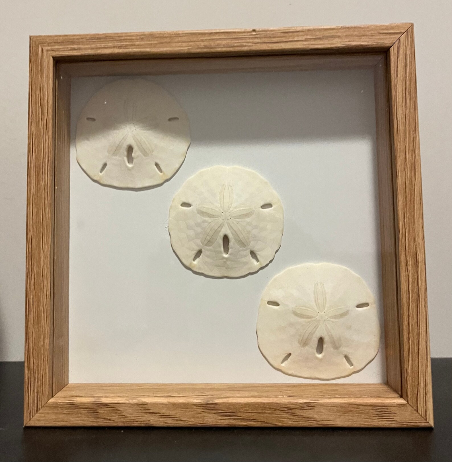 Custom Made Sand Dollar Shadow Box Etsy