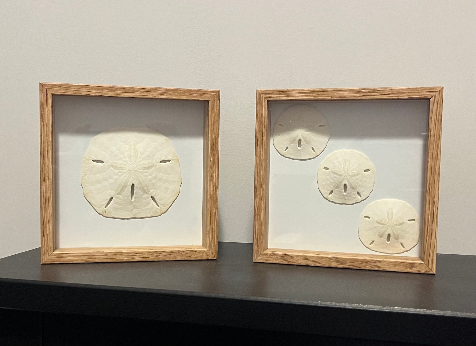 Custom Made Sand Dollar Shadow Box Etsy