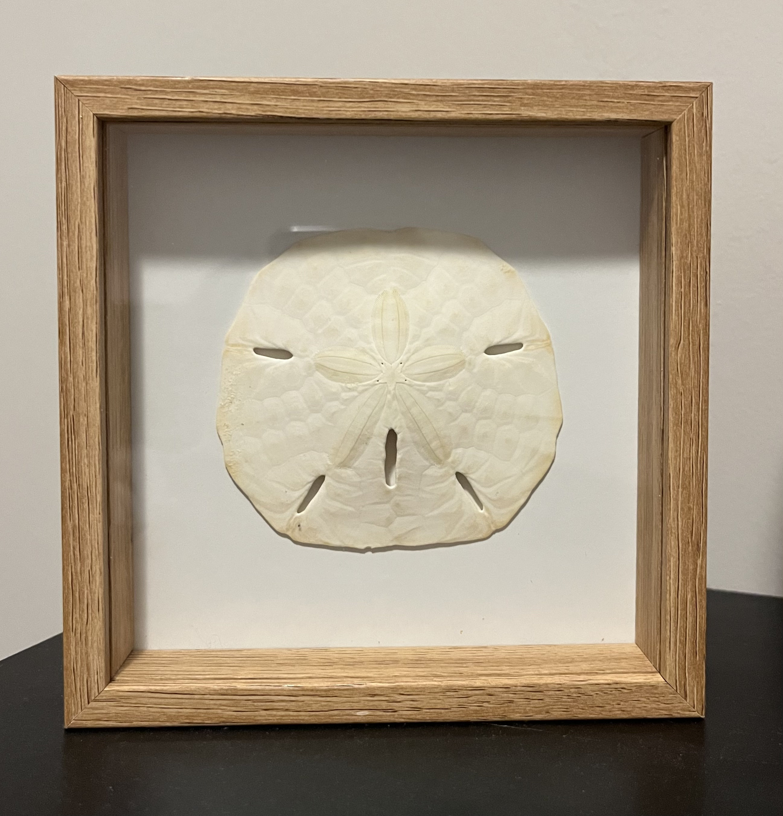 Custom Made Sand Dollar Shadow Box Etsy