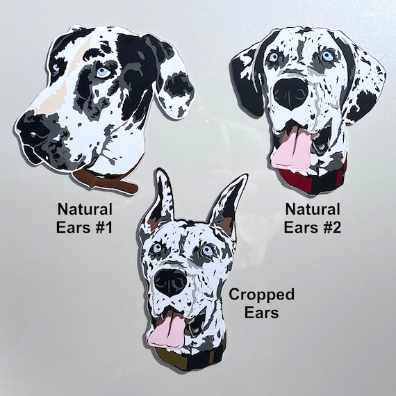 Dalmatian with cheap cropped ears