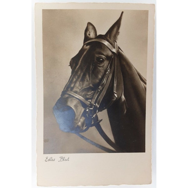 Post Card Edles Blut Noble Blood Racehorse Real Photo Unused