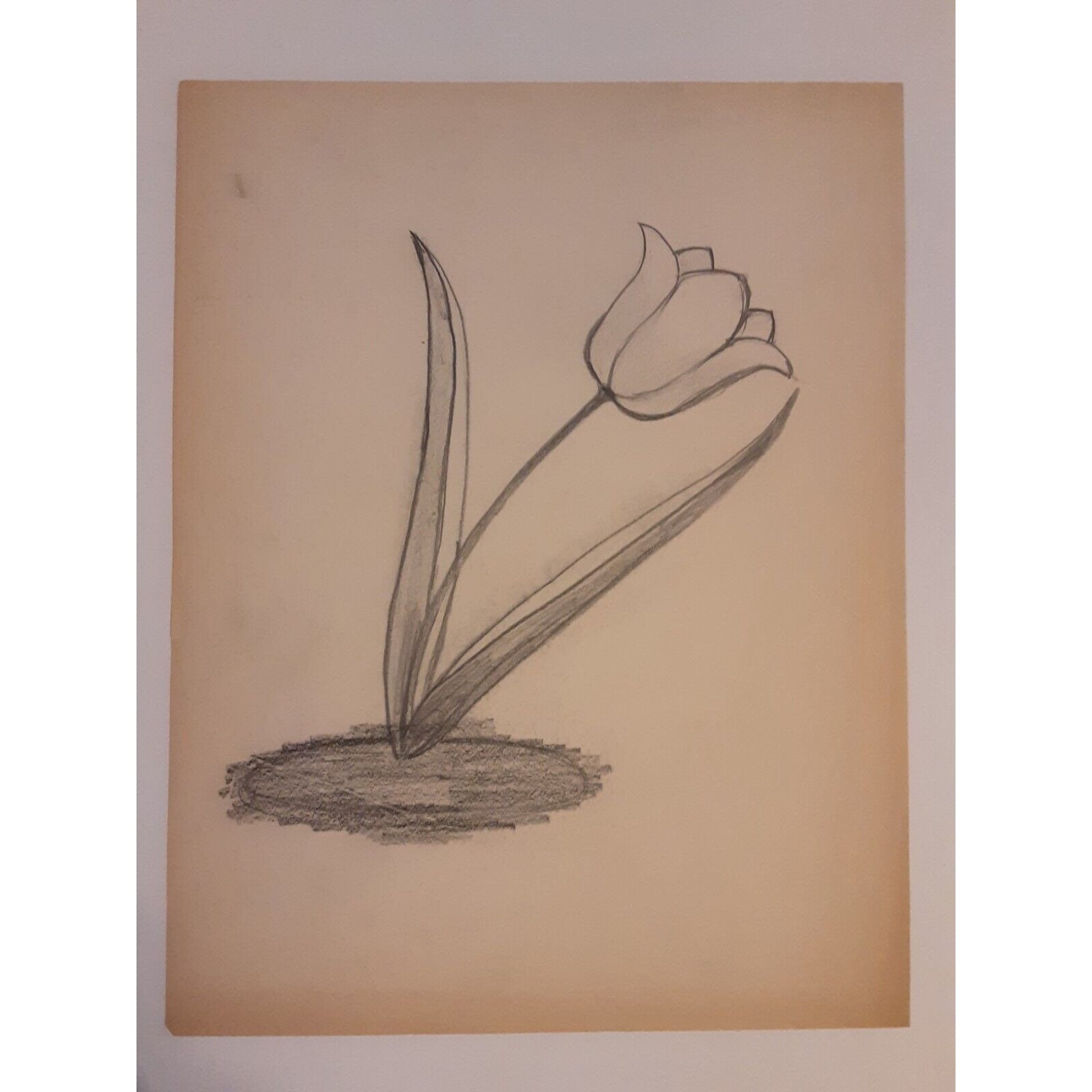 Pencil drawing tulip - Etsy México