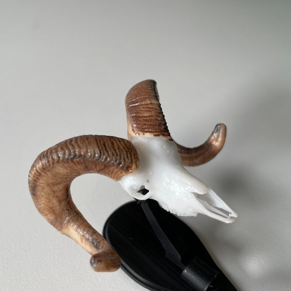 Mini Big Horn Sheep Mount - Crâne et cornes miniatures de mouton Big Horn