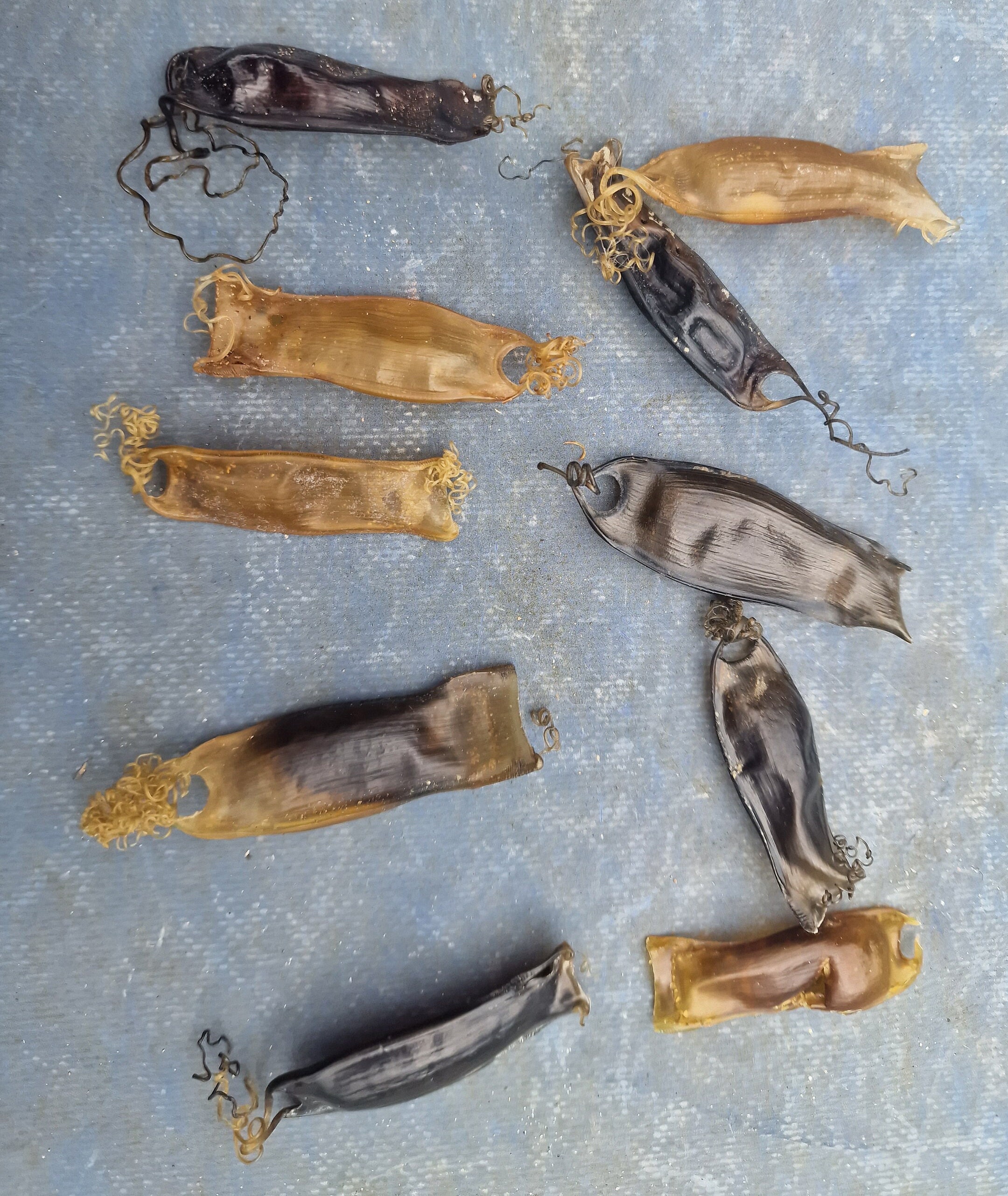 Mermaids' purses | Devil's purse | shark eggs | ray eggs | egg cases | curiosities