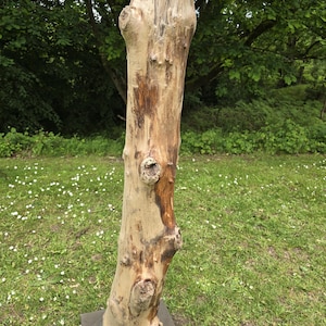 May include: A natural wood sculpture, weathered and standing on a grey base. The tree trunk is light brown with darker brown streaks and knots. The sculpture is set outdoors against a backdrop of green foliage and grass.