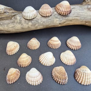 May include: A selection of seashells in shades of brown and white, with ribbed textures. Some shells are arranged on a piece of driftwood, while others are scattered on a dark surface. The shells vary in size.