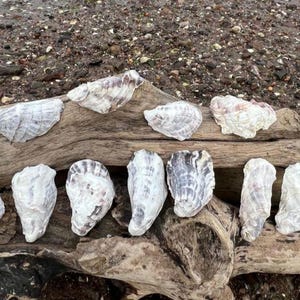 TINY 3-6cm (cupped) oyster shells | Pembrokeshire Seashells | Coastal Home Décor, Crafts, Wedding Styling