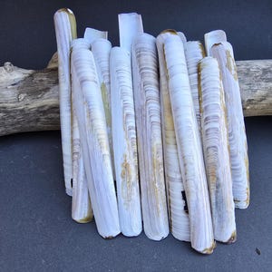 May include: A cluster of long, slender seashells in white and tan hues. The shells are grouped together, with a piece of driftwood visible in the background. The shells have a smooth, textured appearance.
