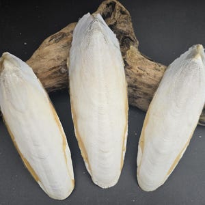 May include: Three elongated, oval-shaped white cuttlebone pieces with a porous, textured surface and tapered ends. Each piece features a smooth, cream-coloured edge and a central ridge, displaying natural variations in shape and size.
