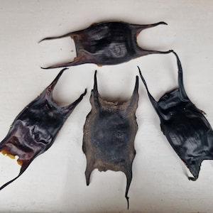 May include: Five dried skate or ray skin, also known as shagreen, in various shades of brown and black. The skin is rough and textured, with a distinctive pattern.