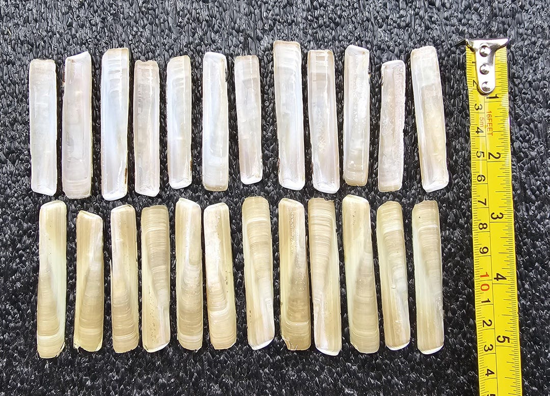 Bundle of Razor Clam Shells | Crafting | Home Décor | Shell Craft - Etsy UK