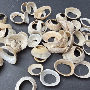 Natural Limpet Shells with Holes - Seashells for Crafts, Jewellery Making, Coastal Décor