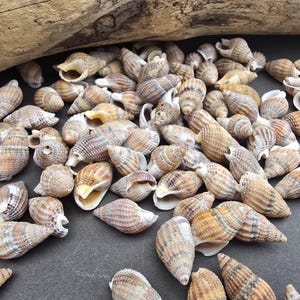 May include: A collection of small, spiralled sea shells featuring a textured surface with mottled brown, tan, and cream colour patterns. The shells are scattered in a cluster, each displaying a pointed apex and a distinct opening at the base.