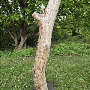 May include: A tall, weathered wooden sculpture with a natural, organic form. The light-coloured wood has a textured surface with visible knots and imperfections. The sculpture is mounted on a dark grey rectangular base and is approximately 122 cm tall.