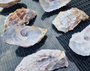 13-15cm bundle of beautiful oyster shell bottoms (cupped part of shell) | crafting | decoupage | trinket dishes