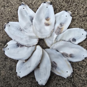 Drilled oyster shells flats | decorations | ornaments | decoupage