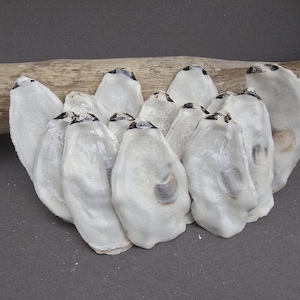 May include: A cluster of white oyster shells with black markings, displayed on a piece of driftwood. The shells have a pearlescent finish and are grouped together. The background is a dark grey surface.