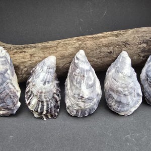 May include: Five oyster shells with grey, white, and purple tones are displayed. The shells have textured surfaces and are arranged in a row against a dark background, with a piece of driftwood.