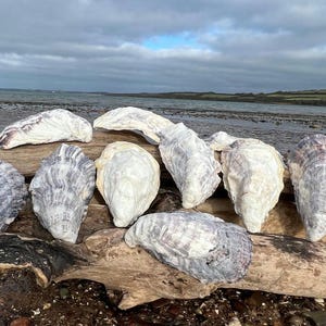 May include: A selection of oyster shells of different sizes and shapes, arranged on driftwood. The shells are predominantly white, grey, and purple, with textured surfaces. The background shows a beach and a cloudy sky.