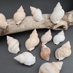 May include: A selection of spiral seashells in shades of cream, tan, and brown. Some shells are arranged on driftwood, others on a dark grey surface. The shells vary in size and have a textured surface. Ideal for coastal decor.
