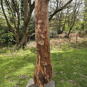 May include: A tall, natural wood sculpture with a rough, textured surface. The sculpture is a light brown colour with darker brown knots and imperfections. It stands on a grey square base and is displayed outdoors in a grassy area.