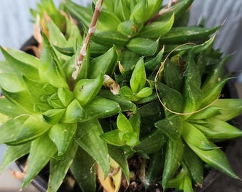 Haworthia