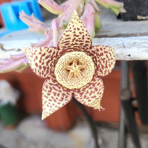Stapelia Orbea Variegata