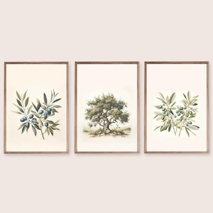 Olive Tree Print Set Of 3