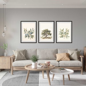 May include: Three framed botanical prints featuring olive branches and trees. The prints have black frames and are displayed above a light gray sofa. The artwork includes illustrations of olive branches with green leaves and blue olives, and a tree.