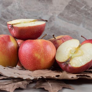 5 fresh cuttings of Dwarf Fuji Apple Tree, 6-8 inches long, no roots