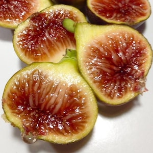 Italian-258 Fig Tree starters, 6-8 inches tall, well rooted