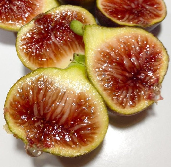 Italian-258 Fig Tree starters, 6-8 inches tall, well rooted