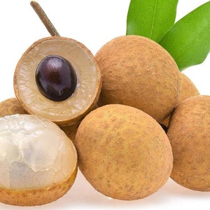 Árbol frutal exótico de longan, de 10 a 15 cm de altura, bien enraizado.