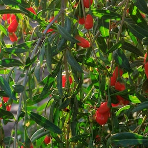 Buy 1 get 1 FREE, Goji Berry fruit tree starter, 12-16 inches tall
