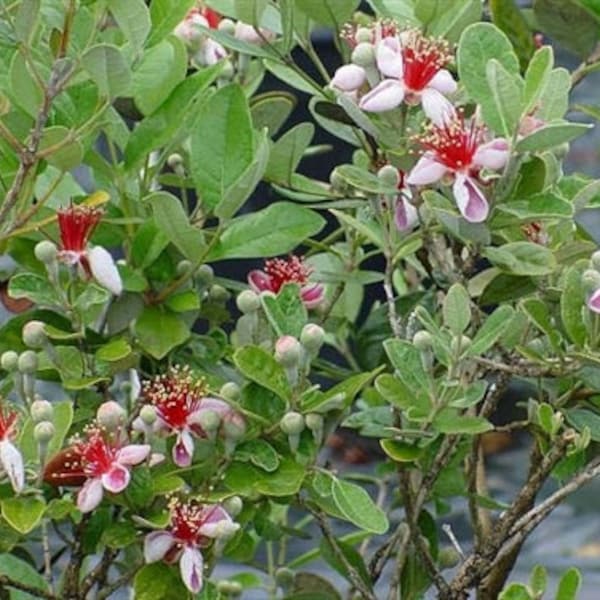 Feijoa AKA Pineapple Guava seedling, 5-7 inches tall