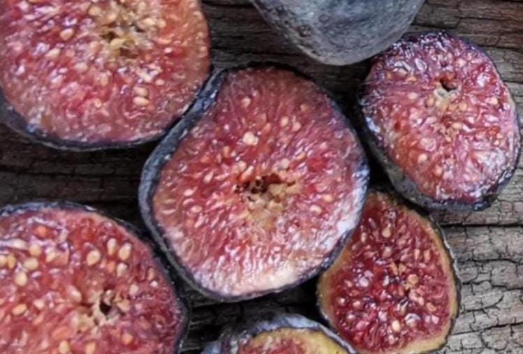 Ronde de Bordeaux Fig Tree starters, 3-5 inches tall, well rooted