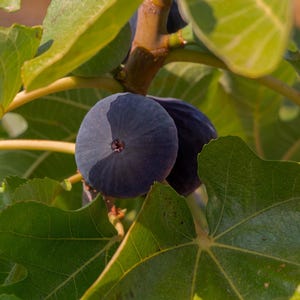 Black Madeira Kk - Etsy