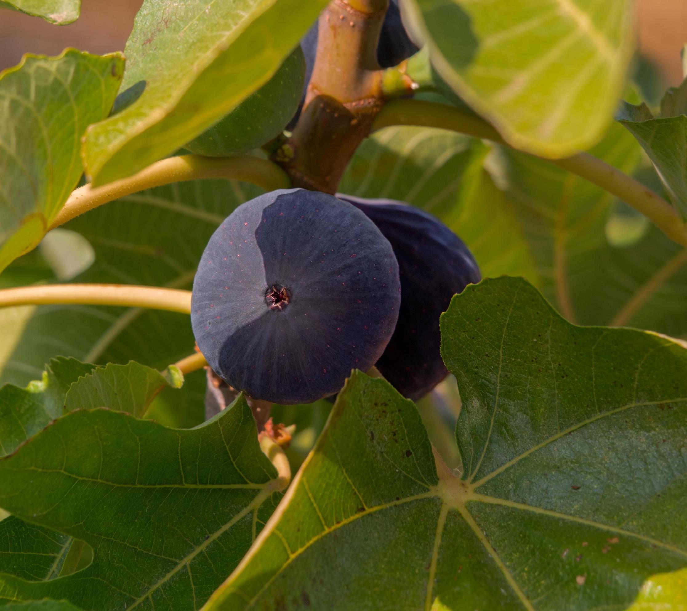 Black madeira kk - Etsy 日本