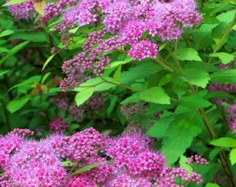 Spirea starter plant, 3-4 inches tall, well rooted