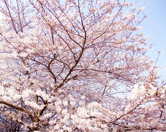 thumbnail image 2 of Live Olympian Fig Tree – Well Rooted Yoshino Cherry Blossom? (Check Desc) 6-8" Plant, Hope's Garden 2 of 3