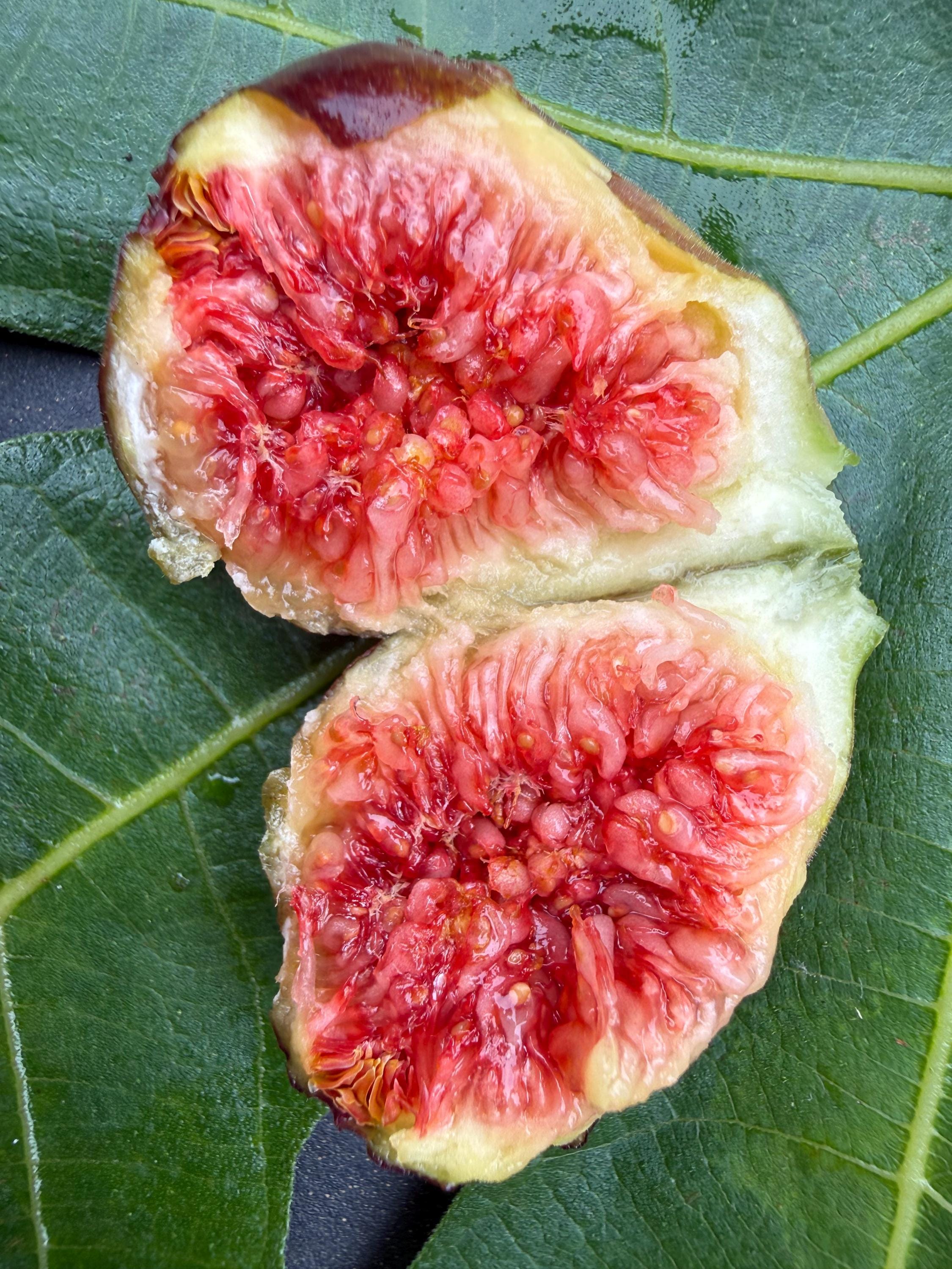 Italian 258 fig cutting - Etsy 日本
