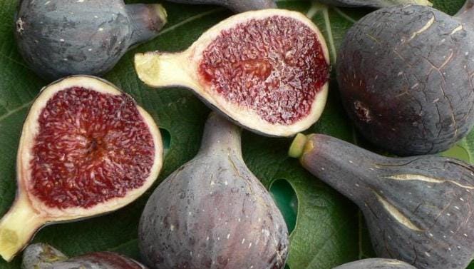 Yellow long neck fig - Etsy 日本