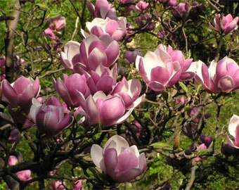 Soucoupe Magnolia, 4-6 pouces de haut