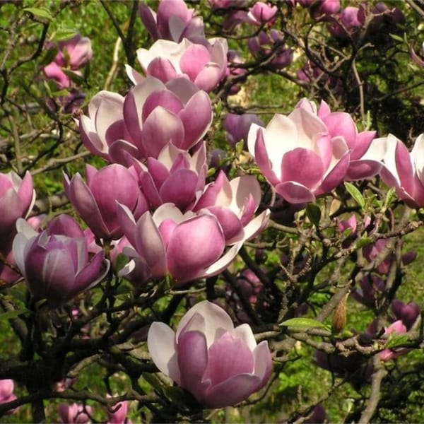 Saucer Magnolia tree, 5-7 inches tall