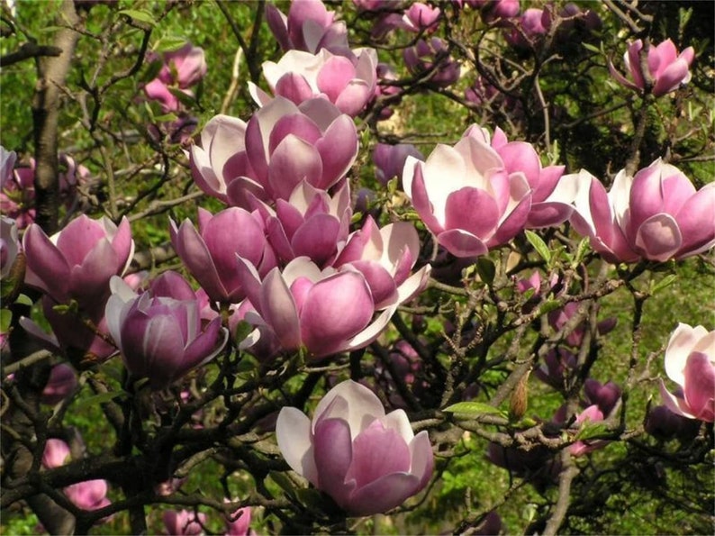 Saucer Magnolia tree, 5-7 inches tall image 1