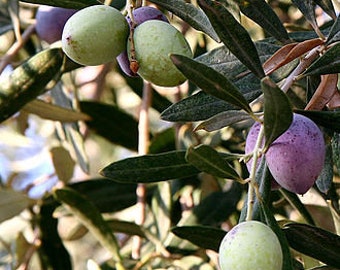 Olive starter plant, 10-12 inches tall, well rooted