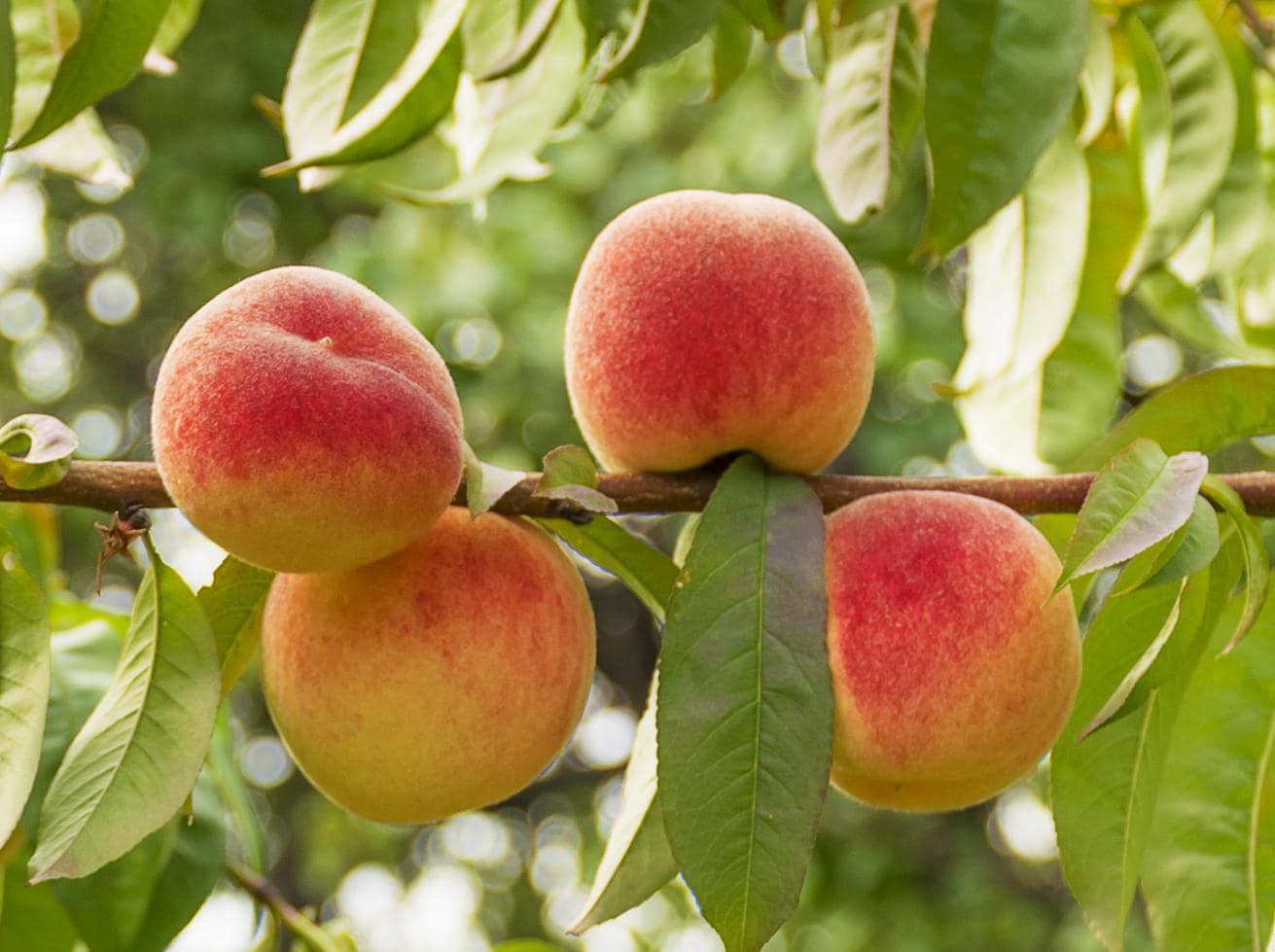 Elberta peaches — explore this variety