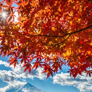 Pode incluir: Uma vibrante árvore de bordo vermelha e laranja com folhas em plena cor de outono contra um céu azul com nuvens brancas. O sol brilha através das folhas, criando um brilho quente. Um pico de montanha coberto de neve é visível à distância.