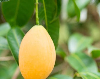 Honey Mango fruit tree seedling, newly germinated, 3-4 inches tall, well rooted
